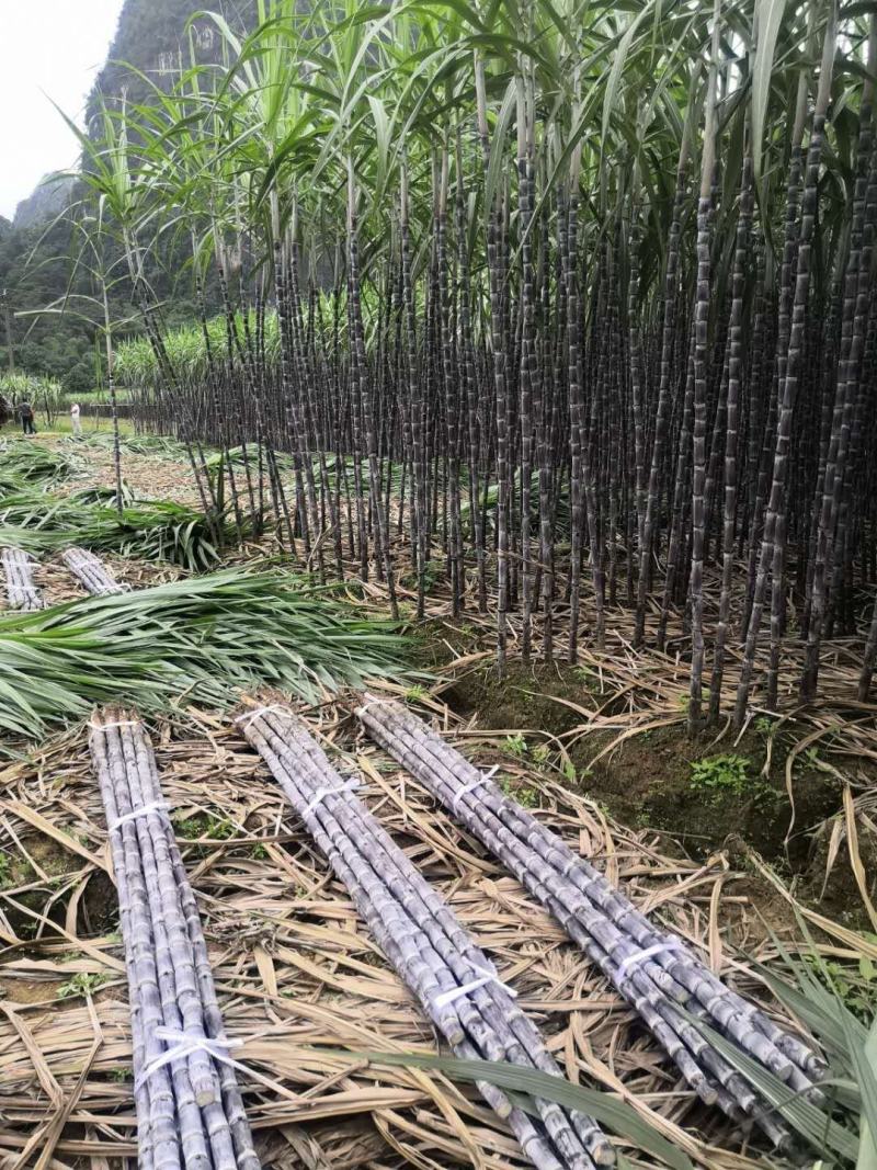 黑白直播-云南普洱主场不敌广西崇左,遭遇连败的简单介绍