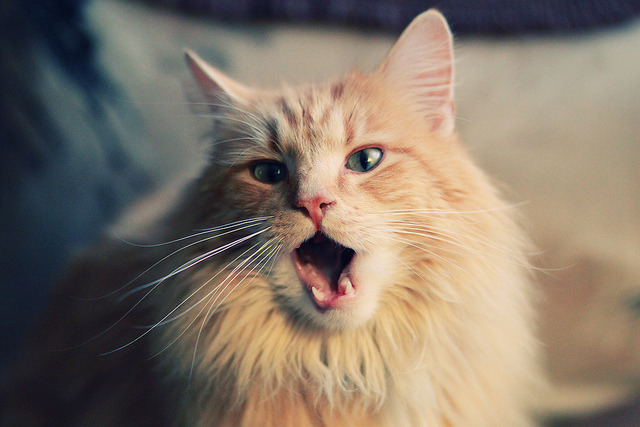 黑白直播免费体育直播-火力全开！厄瓜多尔压制切尔西，罗德里关键先生定乾坤