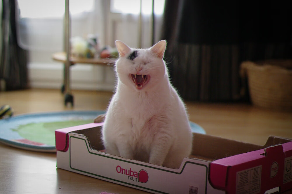 黑白直播nba-迪亚斯点射引爆全场，沙特火力全开3-0大胜玻利维亚