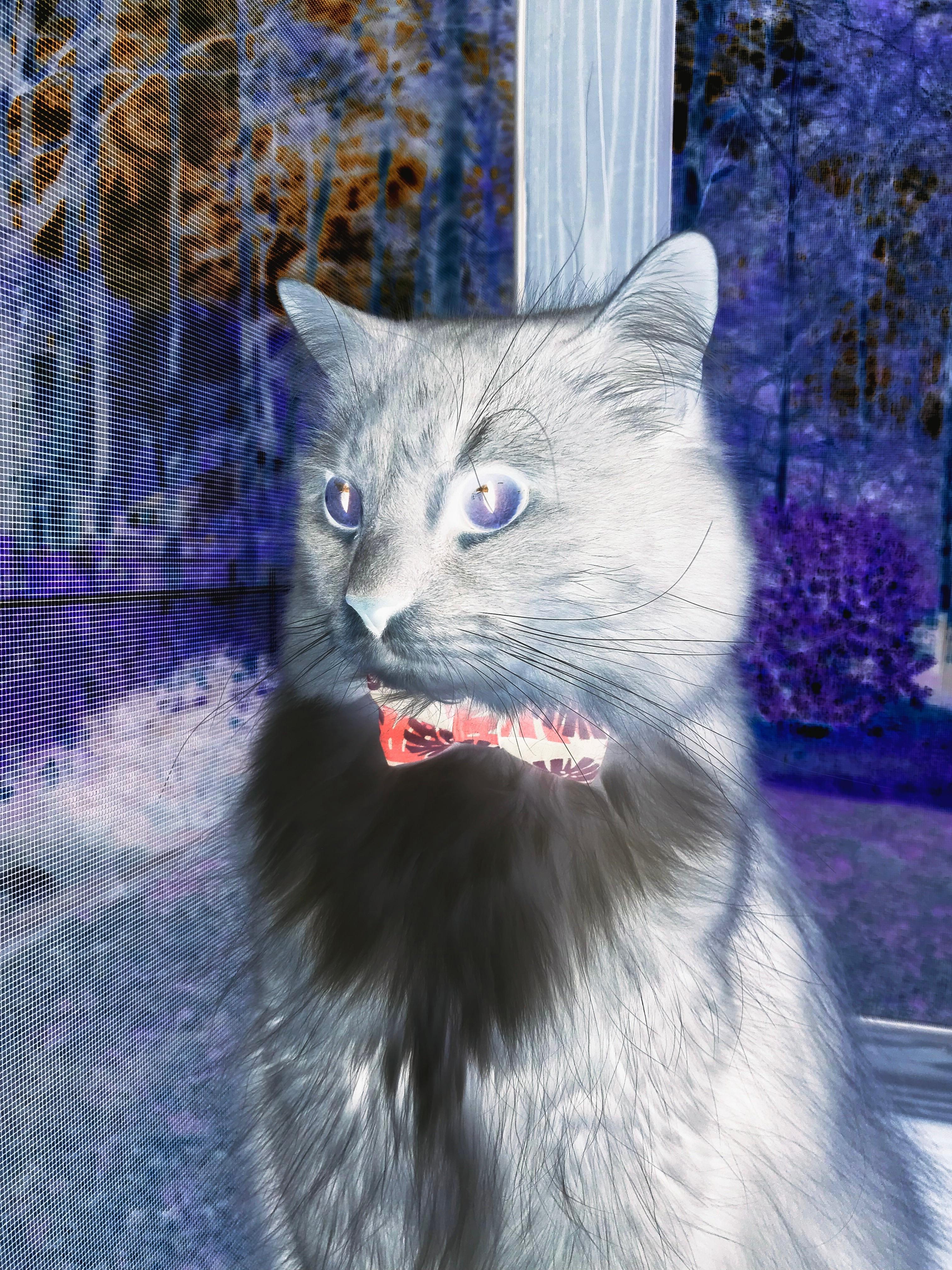 维尼修斯闪耀伯纳乌与安哥拉雄鹰振翅，胜利，足球最古老的法则