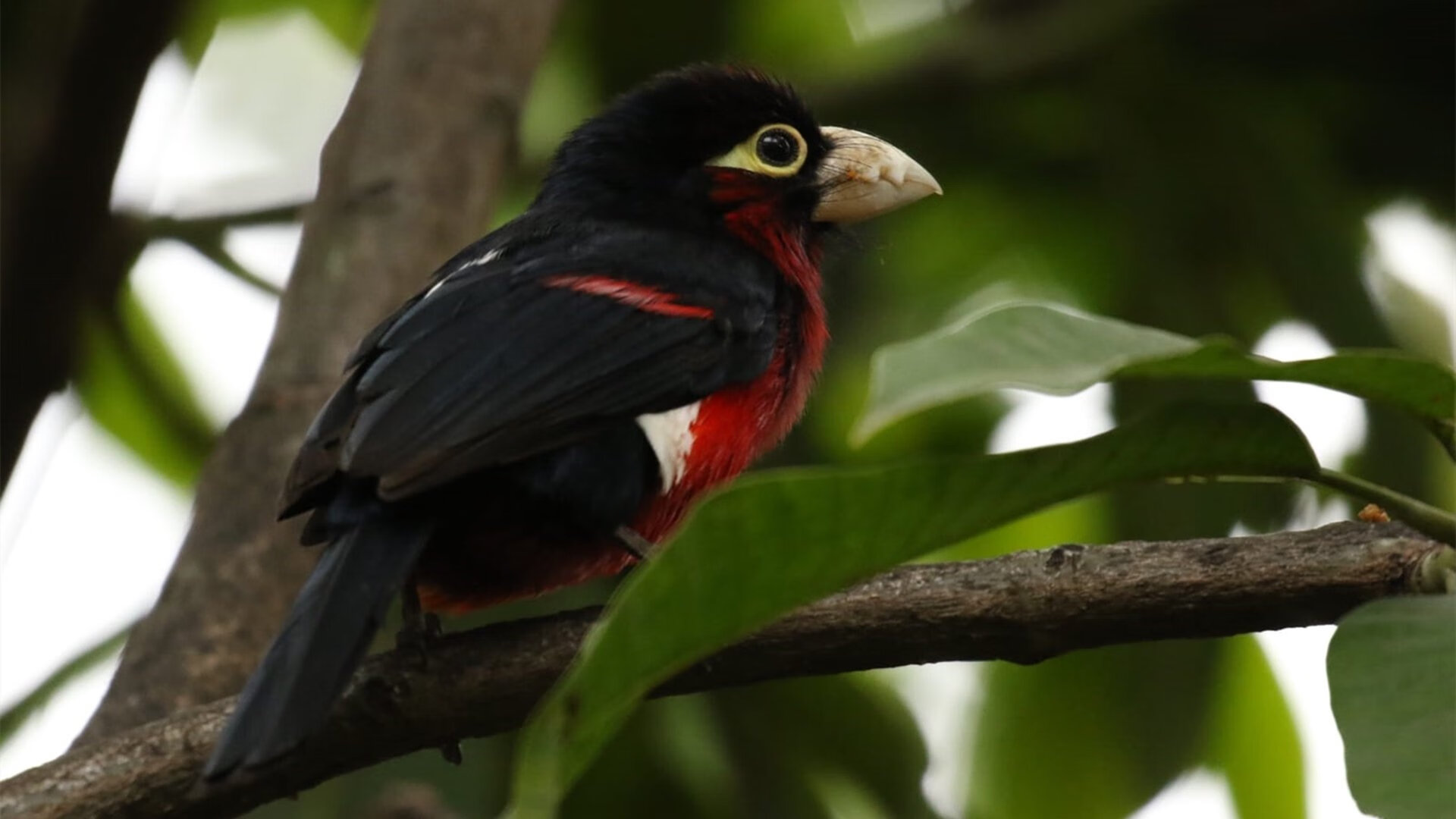 湖人强势晋级季后赛,德罗赞抢七大战接管比赛