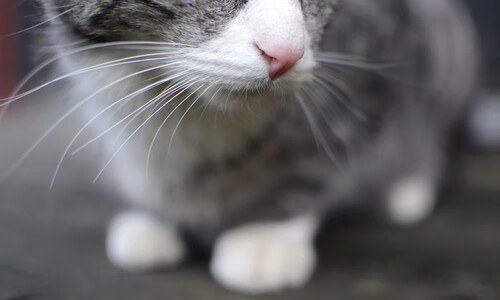 一锤定音!大场面先生C罗韩国决胜局绝杀,扛着拉齐奥从地狱到天堂