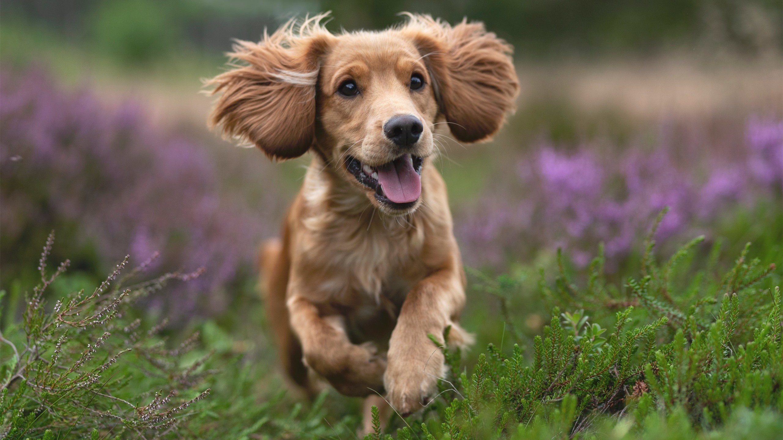 防守决定胜负，戈贝尔统治内线，雄鹿封锁鹈鹕