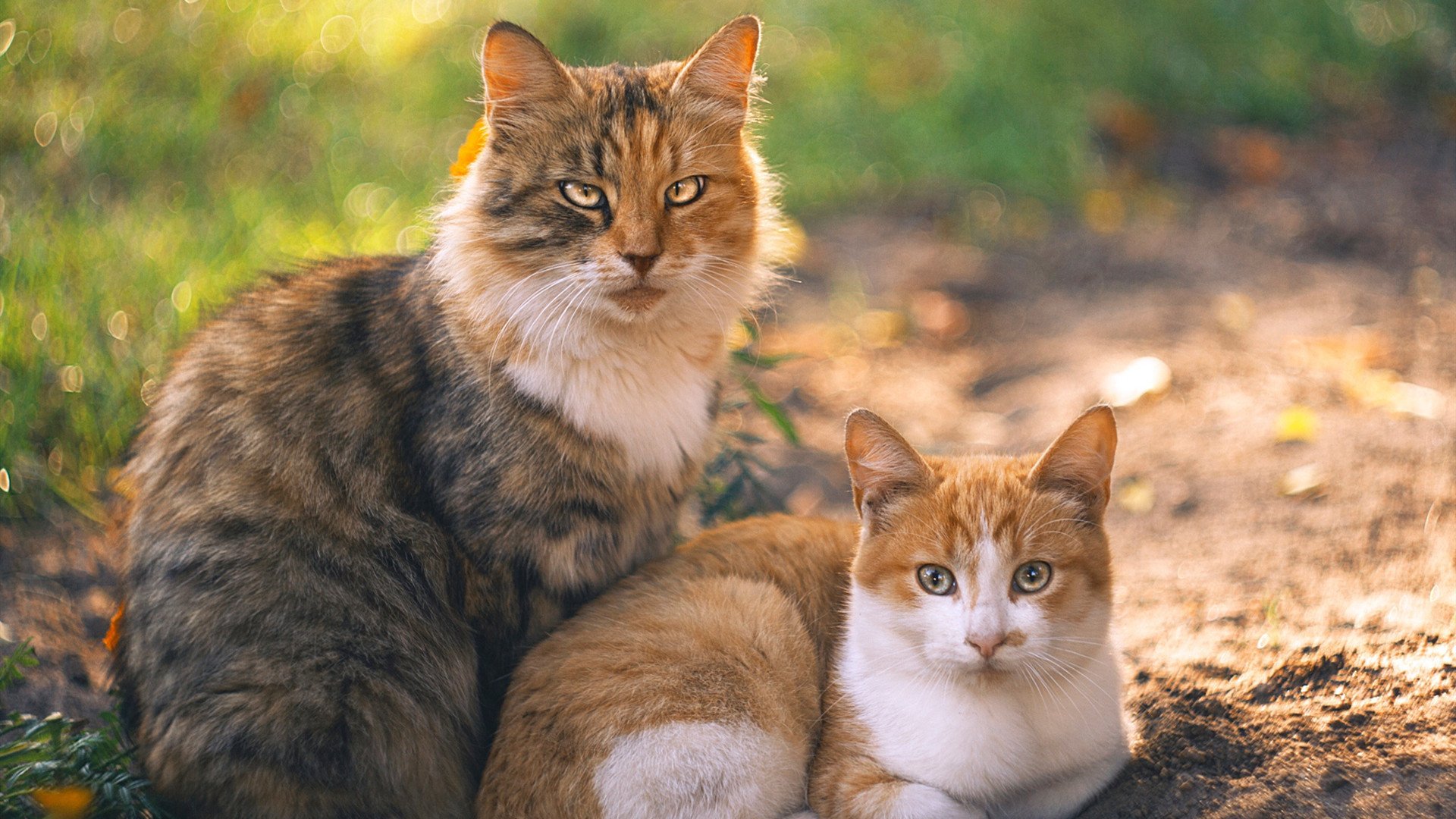 黑白直播在线观看-交错之光，当F1新战幕升起时，迪巴拉在绿茵场完成加冕
