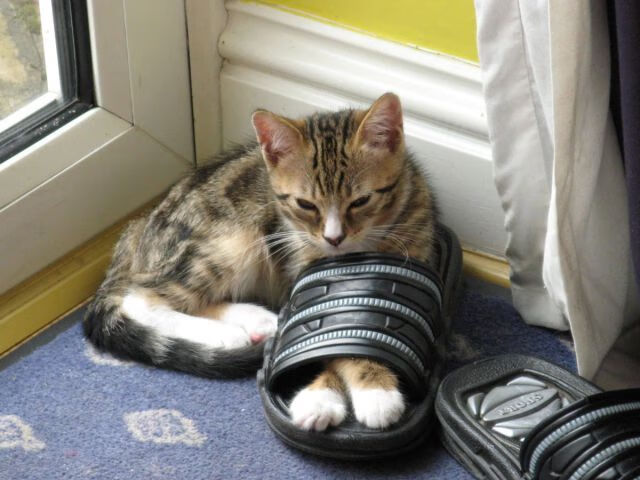 东决关键战启示录，埃及压制挪威背后的竞技哲学