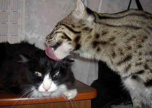 黑白直播在线观看-武切维奇，当独角戏遇上交响乐，独行侠为何能驯服马刺？