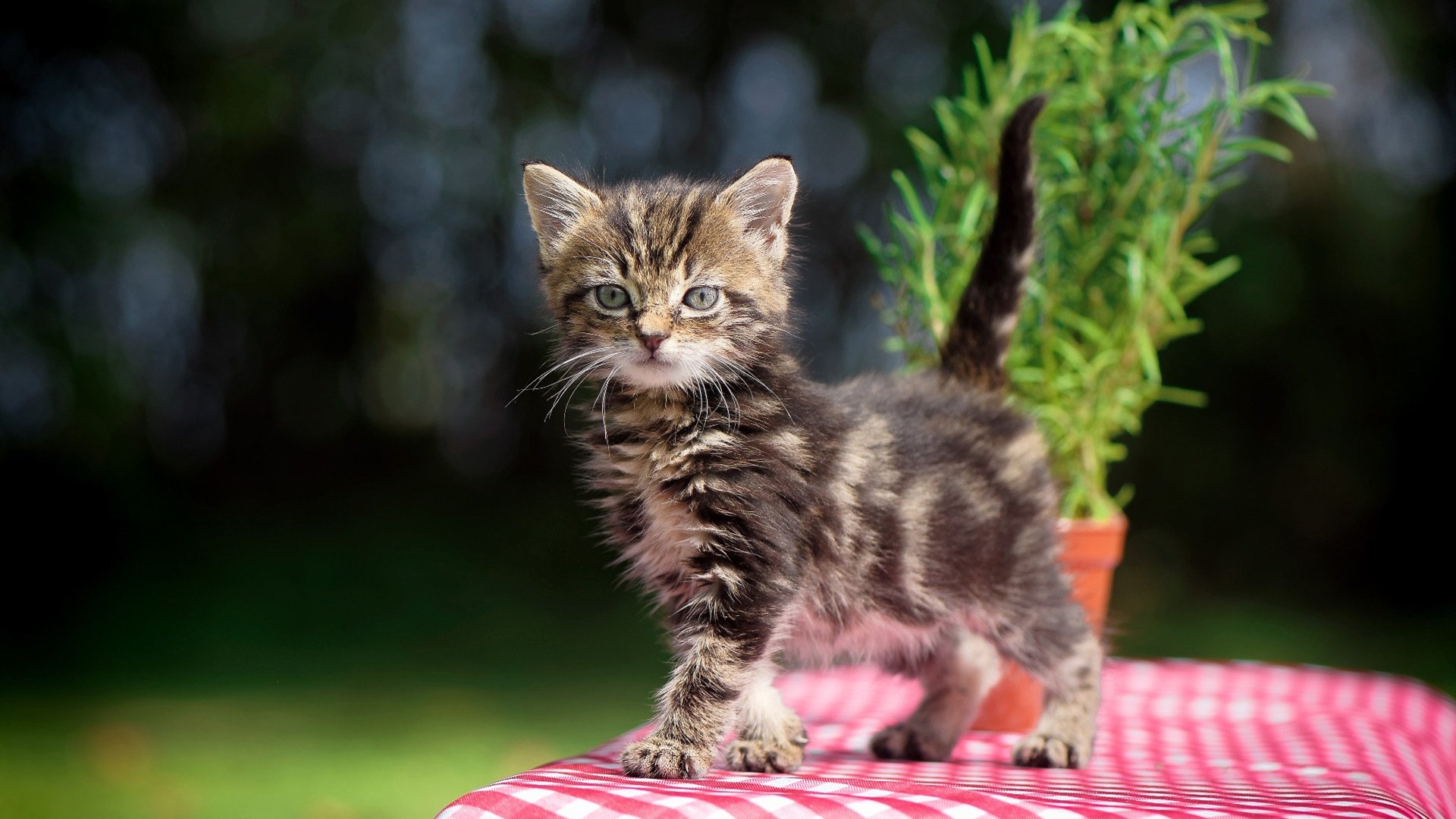黑白直播在线观看nba-杜兰特统治攻防，当NBA超巨面对中国篮球最坚韧的盾