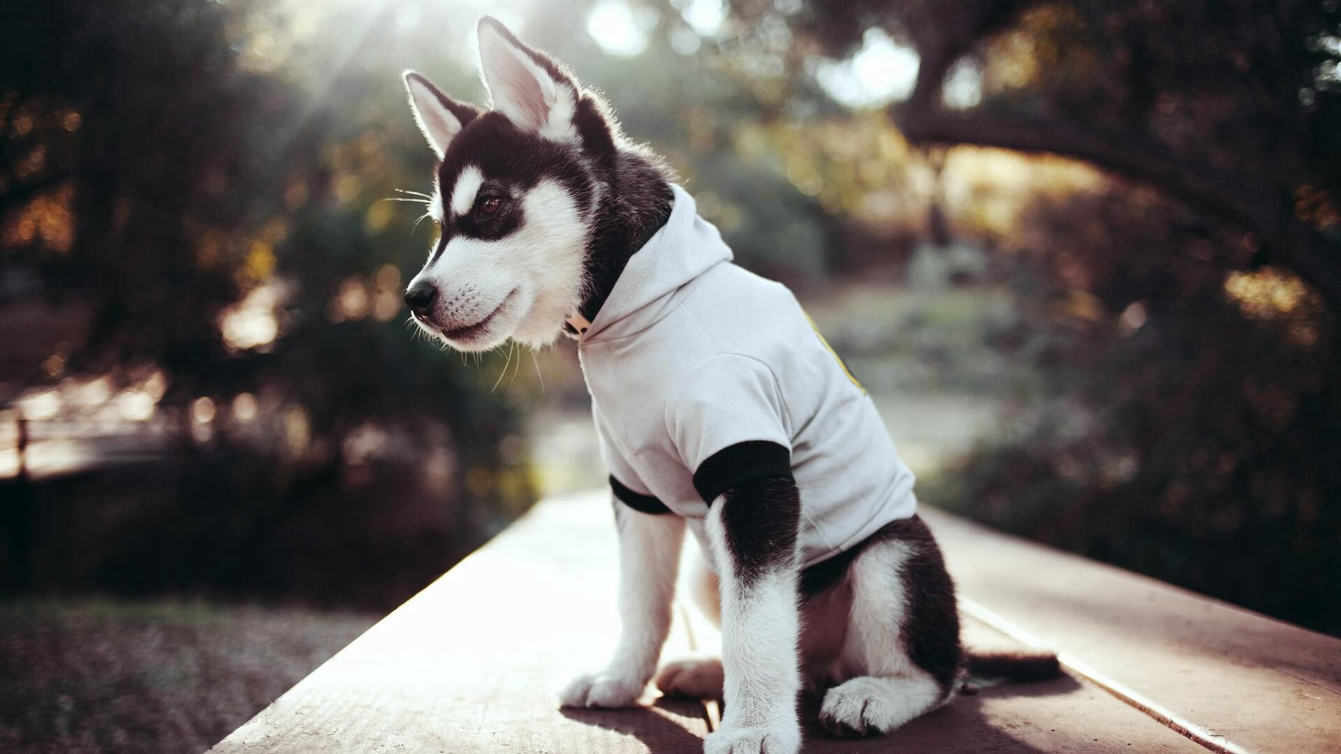 生死战公牛力克山西,马克西闪耀成关键先生