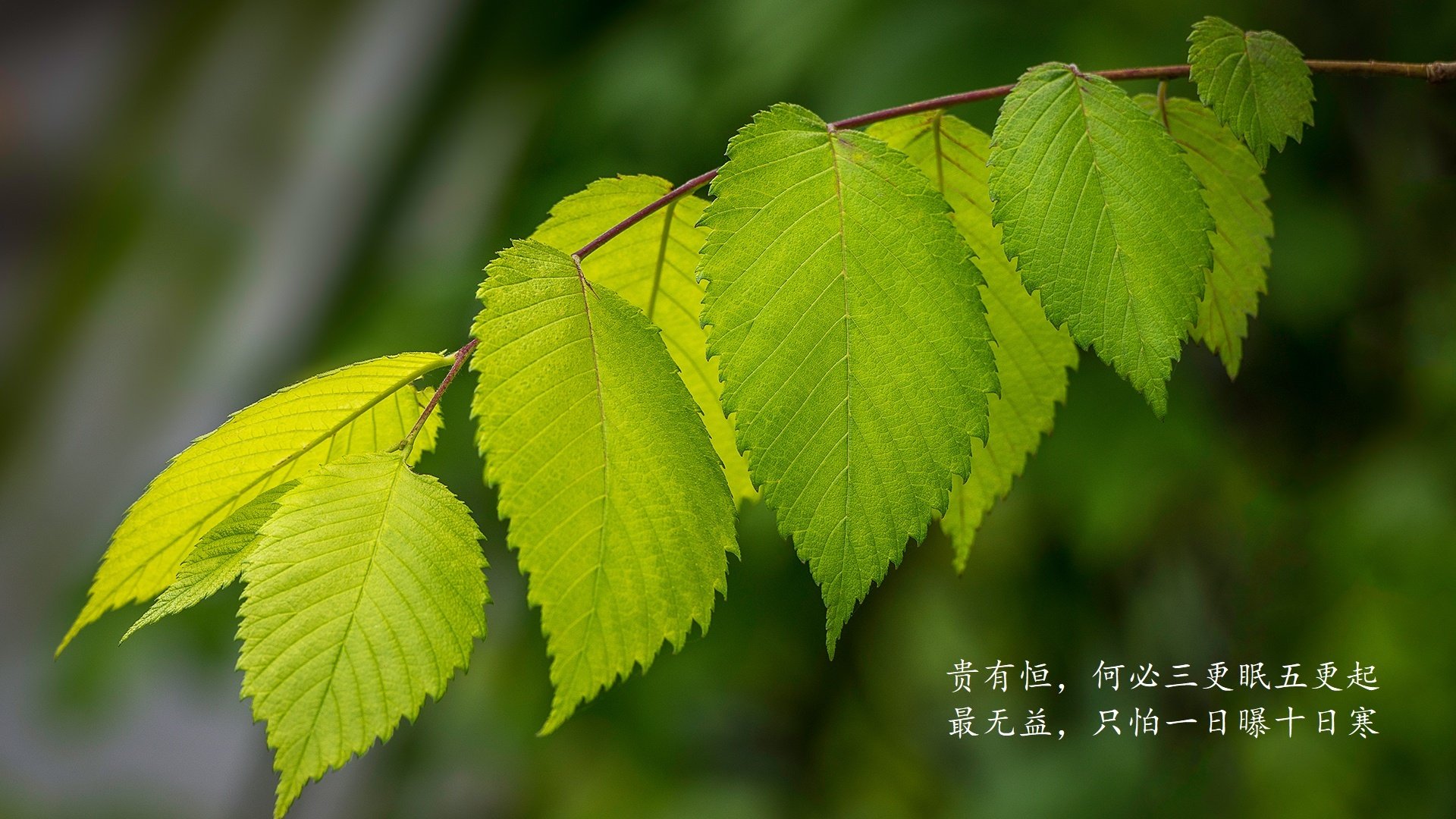 黑白直播在线观看-绝杀之夜，荷兰2-1沙特，巴雷拉引领进攻风暴