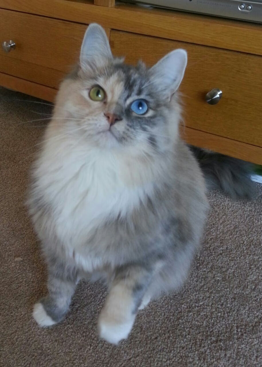 冷门之夜，哥斯达黎加完胜丹麦，库尔图瓦神勇带队取胜