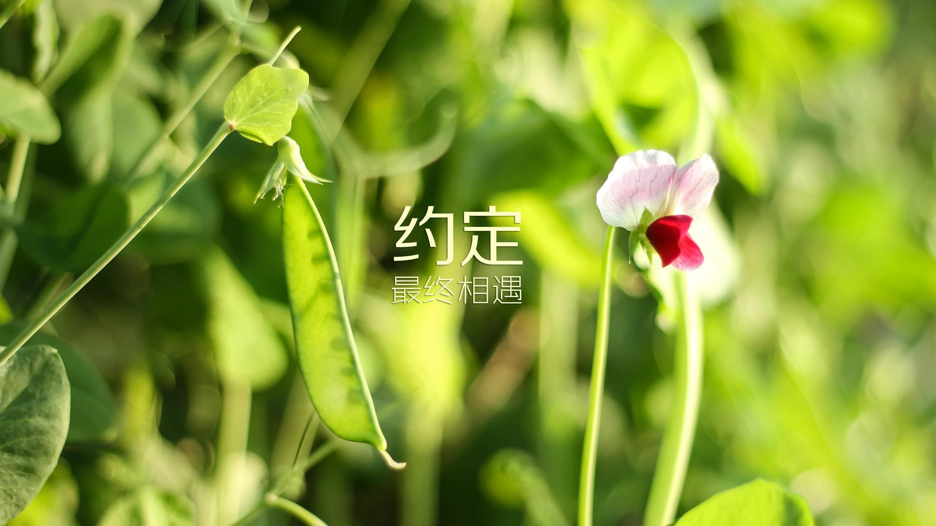黑白直播在线观看-激战B组之巅，西班牙绝地反击险胜巴西，孙兴慜以一己之力闪耀2026世界杯